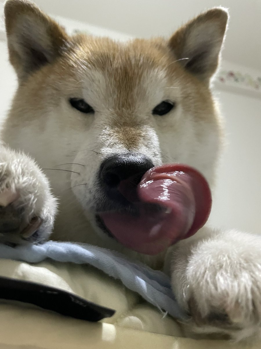 oishiitakuan1's tweet photo. 獲物を狙う顔ですやん https://t.co/V6fqHAtbOy