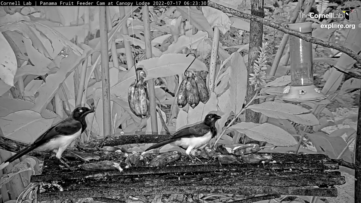 PanamaFeederCam's tweet photo. Breakfast visitors include a pair of Black-chested Jays and a Rufous Motmot      06:28, 7/17 https://t.co/tLKLr1zGf1