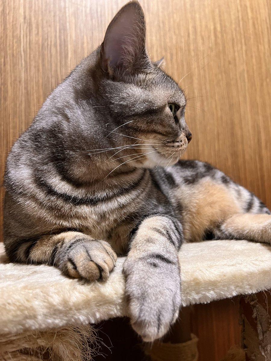 jrd0725's tweet photo. カメラ嫌いのＪくん🐾です

#アメリカンショートヘア
#猫好きさんと繋がりたい
#猫のいる暮らし
#猫 https://t.co/rpHbKx701z