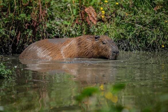 ‼️ ZOO CLOSED 18 AND 19 JULY ‼️

🔥 Due to the extreme heat forecast on Monday 18 and Tuesday 19 July, we will be closed for the safety of our staff, visitors, animals and plants. 🔥