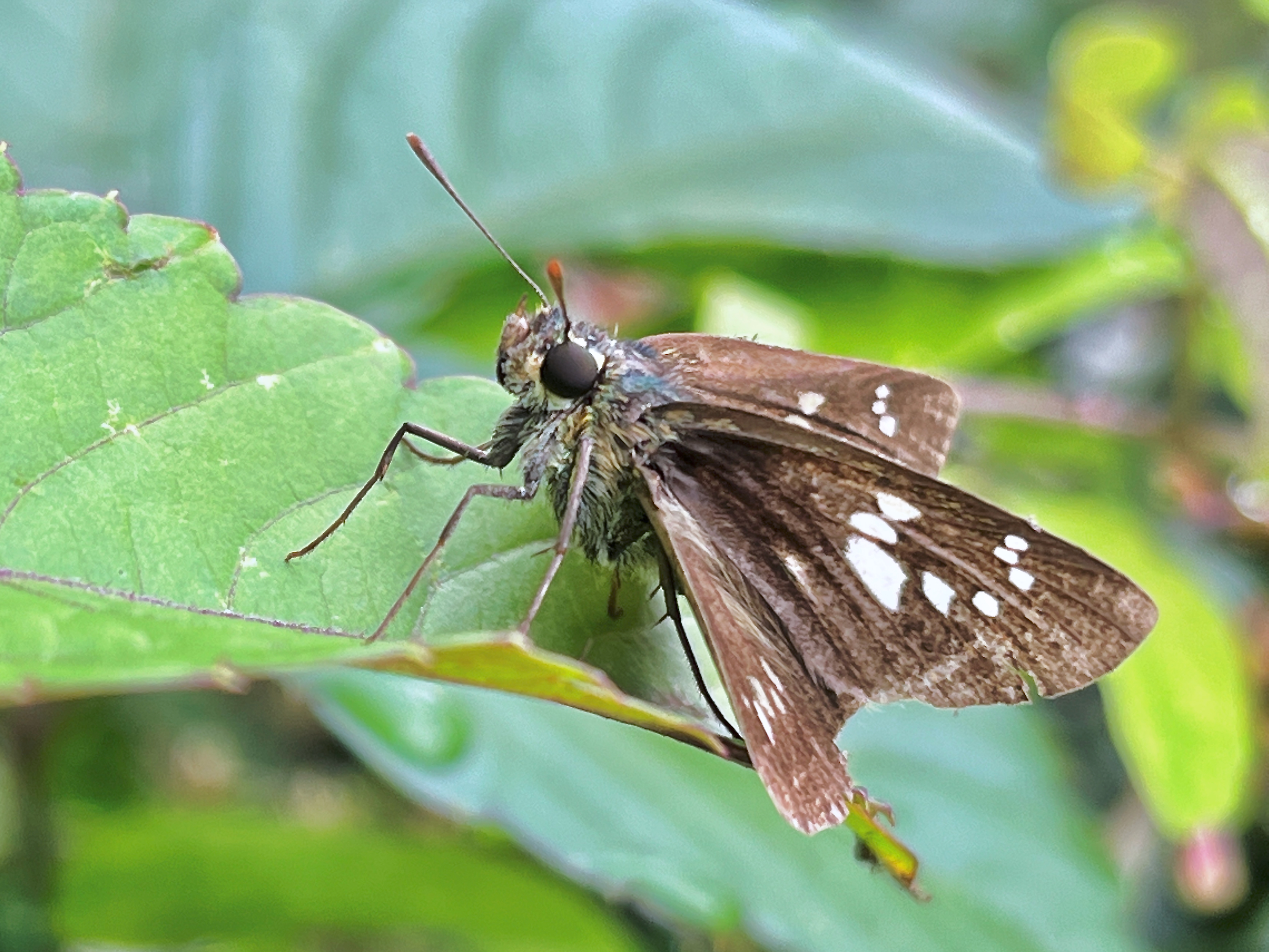 やまもと Yamamoto Natuer Twitter