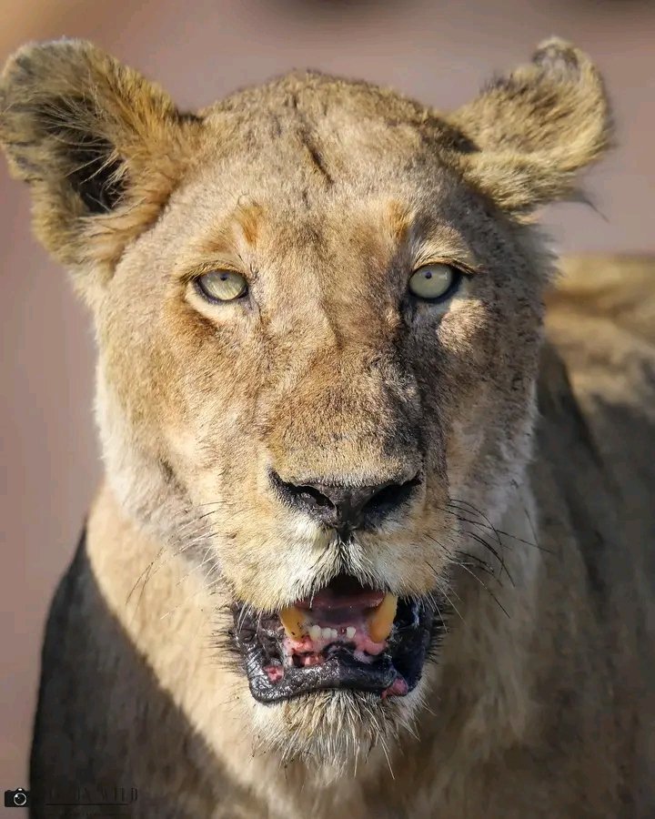 Lioness from the Satara pride 🐾

#krugernationalpark #wildafrica #wildlife_seekers #wu_africa #wildlife_perfection #exclusive_animals #ig_africa #ic_nature #ic_animals #loves_africa #loves_southafrica #southafricaza #thisissouthafrica #wildlifephotography #southafricanwildlife