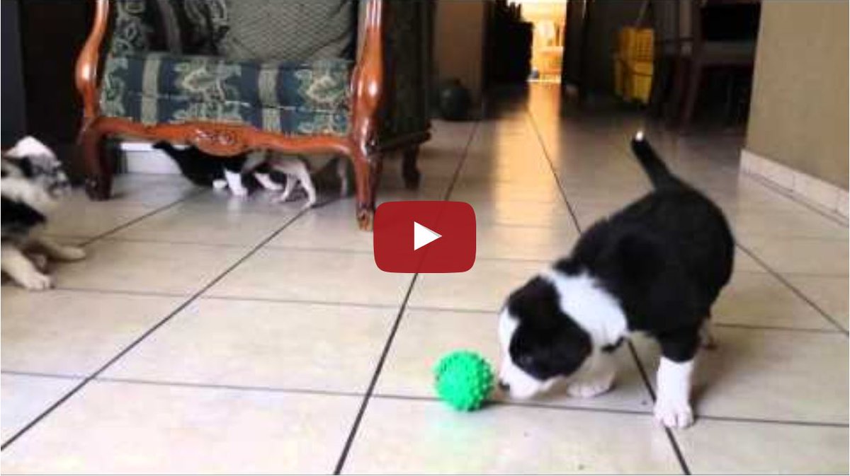 bordercolliefc's tweet photo. So Cute! Border Collie Puppies Vs Chihuahua https://t.co/5ajcALd39u #bordercollie #Dogs #bordercolliefc https://t.co/TUEC1dyQvX