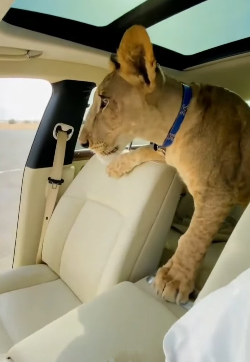 TheEmiratisNfts's tweet photo. There's a lion 🦁 in my car
I forgot 🤦 I'm in Dubai🇦🇪🇦🇪
 
#BOMBTHEMARKET 💣💣

DROB YOUR ETH WALLET AND 
💟🔁Like + RT TO GET The SPECIAL OIL BARREL  #whitelist 
  Follow @TheEmiratisNfts 🇦🇪

 519 already owned

#NFTGiveaway #Giveaway #MAXBIDDING #SaudisNFT 
#UAE https://t.co/YIruPASo2P