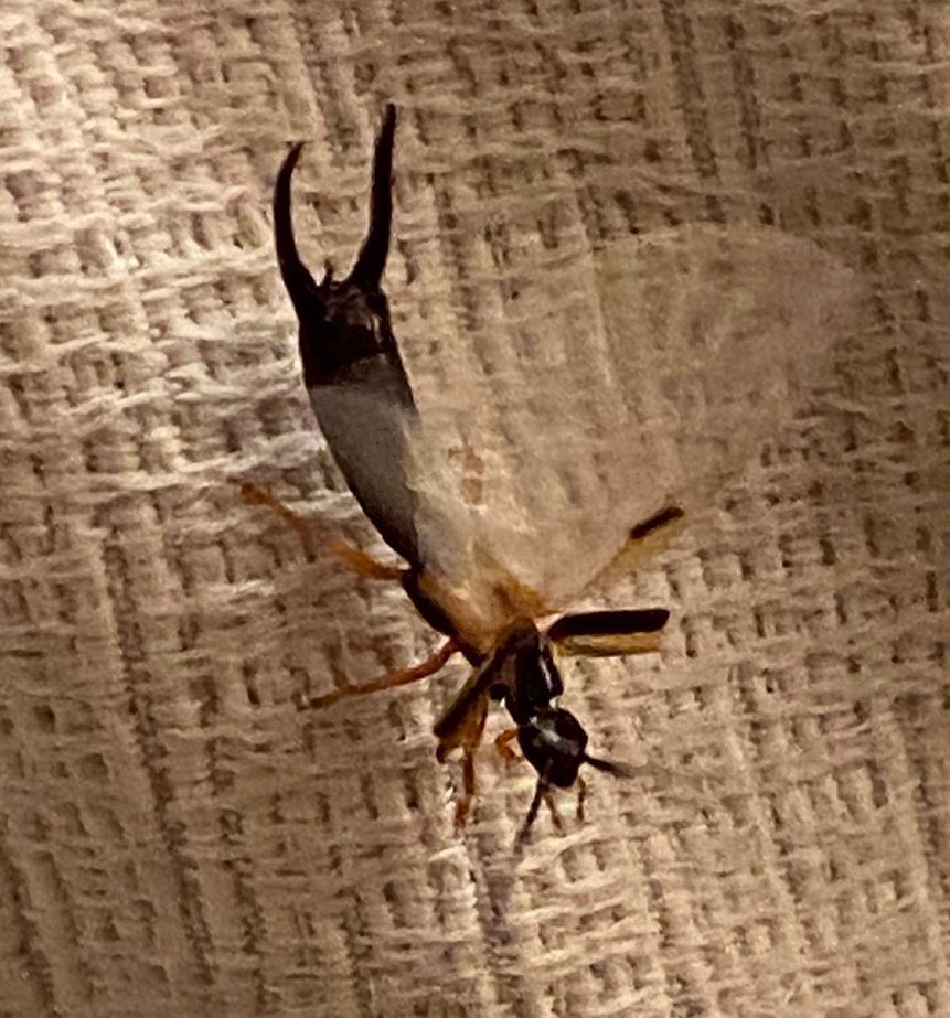 Tijereta, Doru taeniatum (Dorhn), Dermaptera, Forficulidae mostrando como despliega alas posteriores (membranosas) para volar (Foto 2). Maravilloso cómo alas posteriores, tan grandes, pueden replegarse bajo las anteriores (élitros), foto 1. Son inofensivas. 
Maracay, 16/07/2022