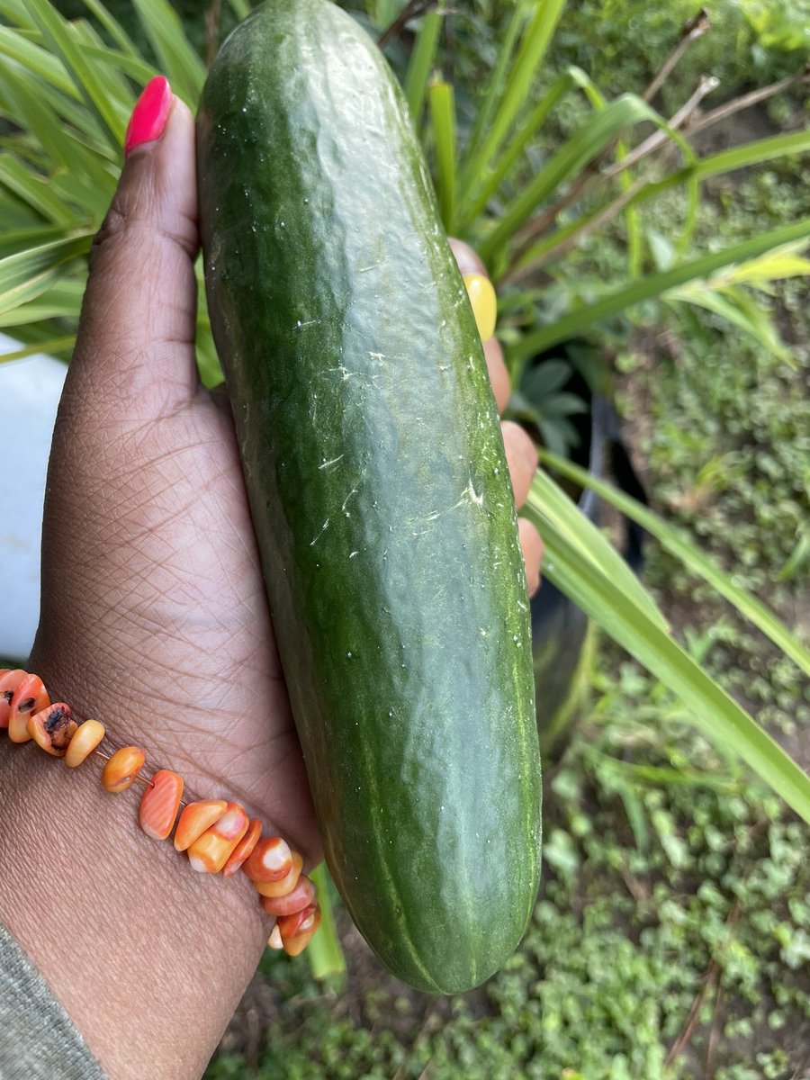 askyayijoyce's tweet photo. #Thread #Hoodoo #Rootworking 🧵 1: Why do we grow? - Rootworking in my lineage teaches that when you eat, you should become aware of spiritual forces that bond the food to the highest of spiritual realms, and the food helps bond us human beings to these spiritual realms as well. https://t.co/pMLUR8xpHd