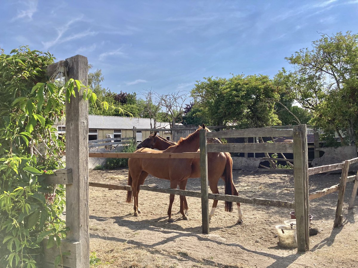 JohnWathenBerry's tweet photo. We’re all taking it easy this Sunday afternoon as we edge towards 30 degrees but it was good to have the horses stretching their legs this morning before it got too hot #CloudyRose #TurnOfPhrase #PantomimePrince #TarbatNess #DasKapital #DearAlix https://t.co/zr2WVSRl4f