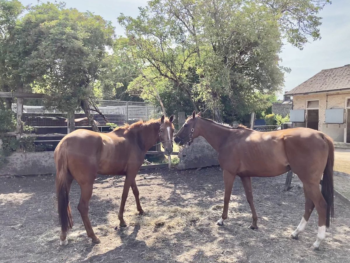 JohnWathenBerry's tweet photo. We’re all taking it easy this Sunday afternoon as we edge towards 30 degrees but it was good to have the horses stretching their legs this morning before it got too hot #CloudyRose #TurnOfPhrase #PantomimePrince #TarbatNess #DasKapital #DearAlix https://t.co/zr2WVSRl4f