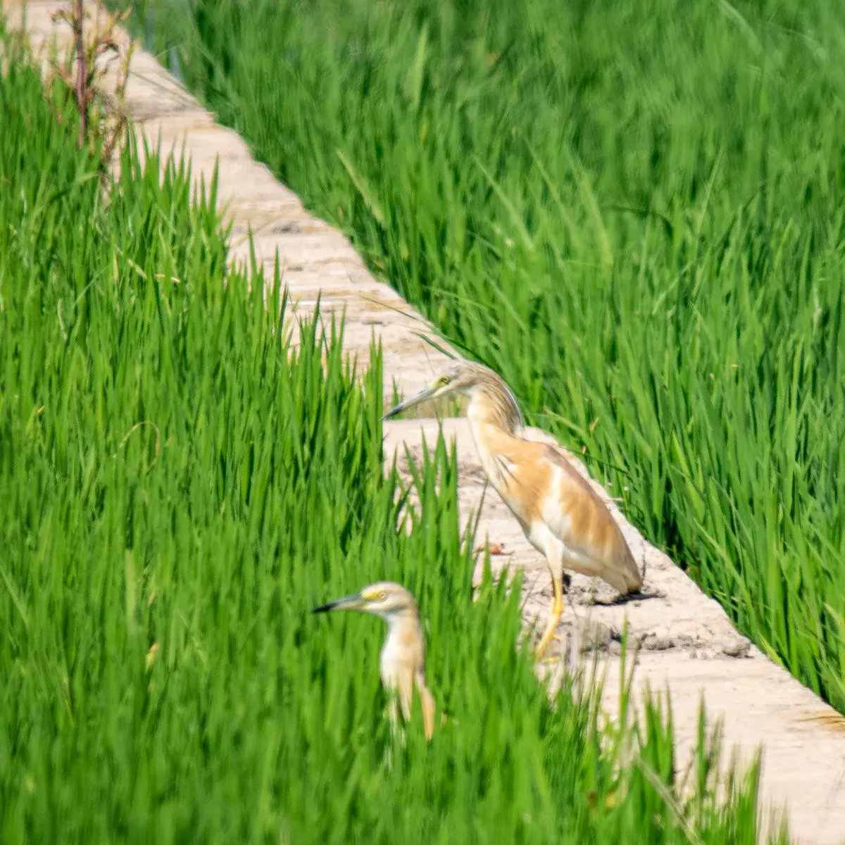 MaximVivo's tweet photo. Els mesos d'estiu és prou comú vore els camps d'arròs als #oroval o #martinetroscomú en castellà #garcillacangrejera
La varietat de garses que trobem al #parcnaturaldelalbufera és impressionant.
#observaciodaus
#birdwatching https://t.co/x9oF39wMg0