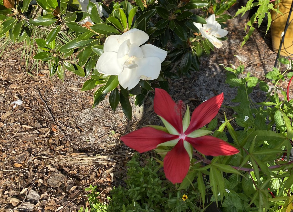 SeearSusan's tweet photo. Come visit my native garden.
#plantnative
#wildlifehabitat
#backyardhabitat
#wildgardening
#floridanativeplants
#silphiumasteriscus
#wildblueberries
#Eryngiumyuccafolium
#hibiscuscoccineus https://t.co/TfBdZwW0LG