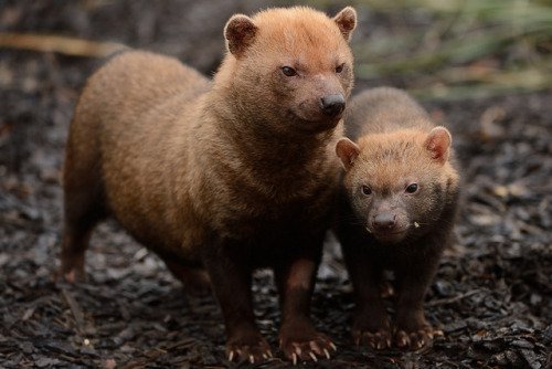 Weird_AnimaIs's tweet photo. Bush dogs from South America hunt in packs to take down much larger animals. They grow to just 60 centimetres in length!

(Photos Stefan Koeder) https://t.co/HTLj25welm