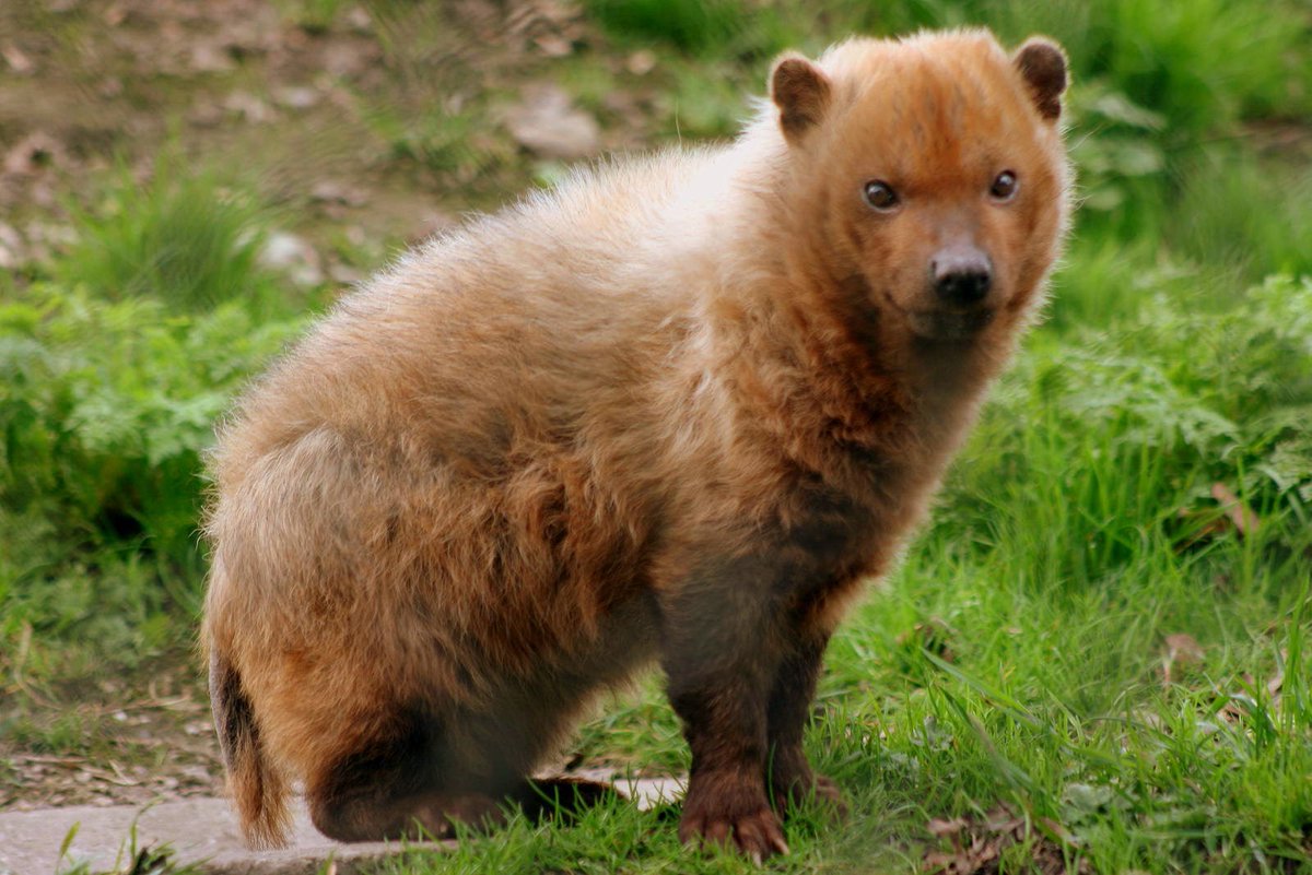 Weird_AnimaIs's tweet photo. Bush dogs from South America hunt in packs to take down much larger animals. They grow to just 60 centimetres in length!

(Photos Stefan Koeder) https://t.co/HTLj25welm