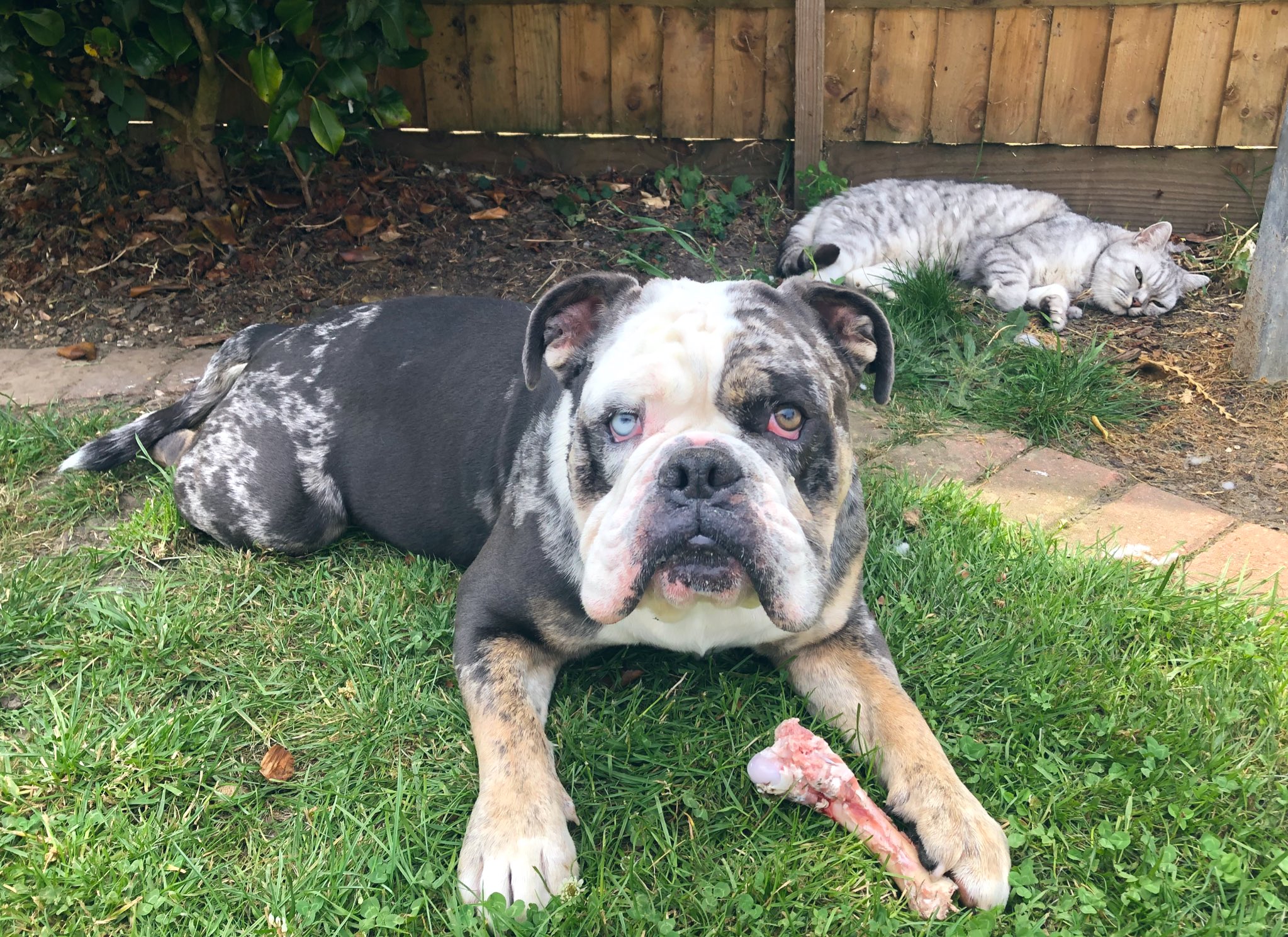 Blue merle clearance olde english bulldog