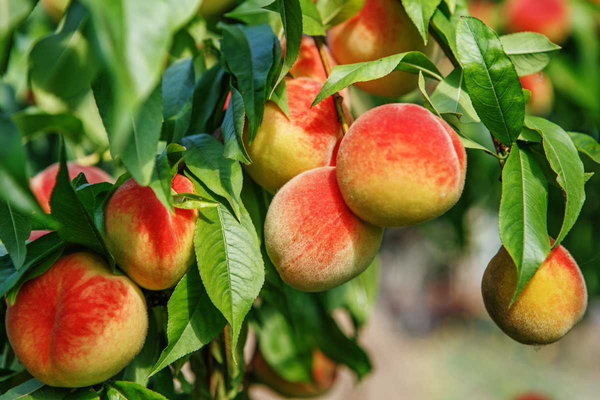 Peaches don’t ripen once picked. Avoid peaches that are green in colour, as that would signal they were picked too early. #HalfYourPlate #FruitTip