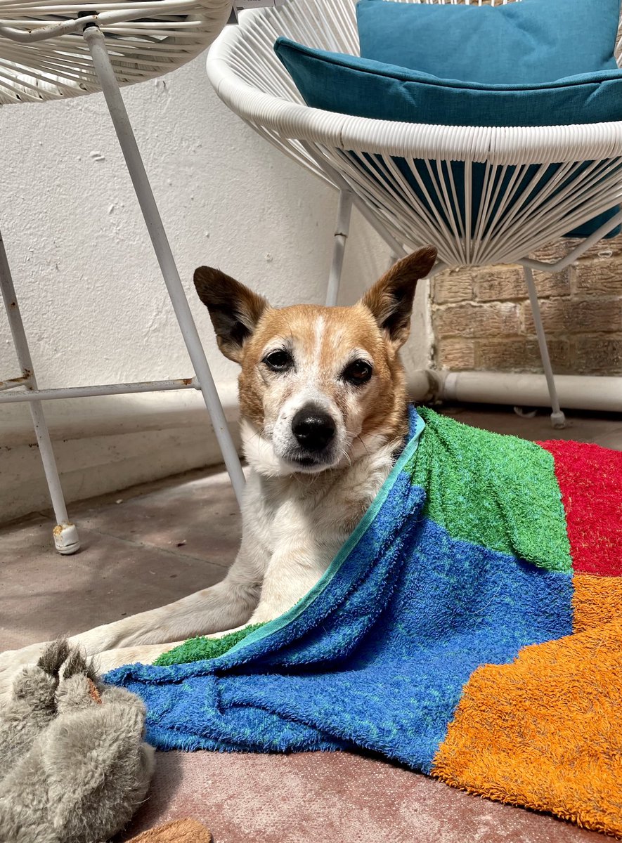 doggaway's tweet photo. Practice run: wearing a wet towel to keep cool https://t.co/u1lSPsl4iX
