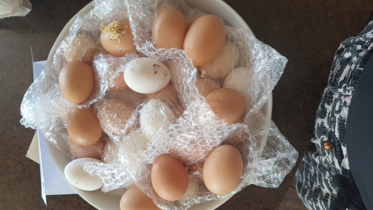 Counting Sheep Glamping (@glampingsheep) on Twitter photo Upcoming school summer hol IDEA
🤪 ' I've survived the summer hols' mums weekend retreat ✨️ arrival Fri 2nd sept 4pm dept sun 4th September 10 am Any interested mums.
Eggs are offspring! #glamping #retreat #summer <a href="/EDontbesheepish/">Donna loose Hormonal Health:EducateandEmpower</a> @2posh2pitch <a href="/glampingdotcom/">Glamping.com</a> <a href="/thisisglamping/">This is Glamping</a> Upcoming school summer hol IDEA
🤪 ' I've survived the summer hols' mums weekend retreat ✨️ arrival Fri 2nd sept 4pm dept sun 4th September 10 am Any interested mums.
Eggs are offspring! #glamping #retreat #summer <a href="/EDontbesheepish/">Donna loose Hormonal Health:EducateandEmpower</a> @2posh2pitch <a href="/glampingdotcom/">Glamping.com</a> <a href="/thisisglamping/">This is Glamping</a>