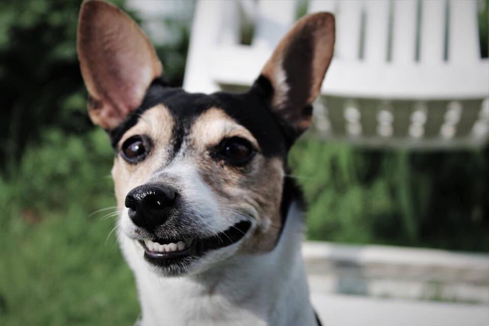 JasonMeabon's tweet image. After 13 years I had to say goodbye, for now, to my best friend. I love you Scooter