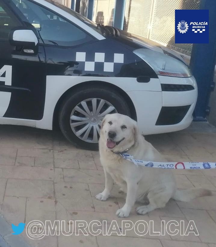 MurciaPolicia's tweet photo. Esta mañana, agentes de la comisaría de La Alberca localizan a un 🐕 que deambulaba perdido por la citada pedanía.

Finalmente se localiza a su familia.

WE 💙 ANIMALS 🐶 https://t.co/lTPtBJxKNz