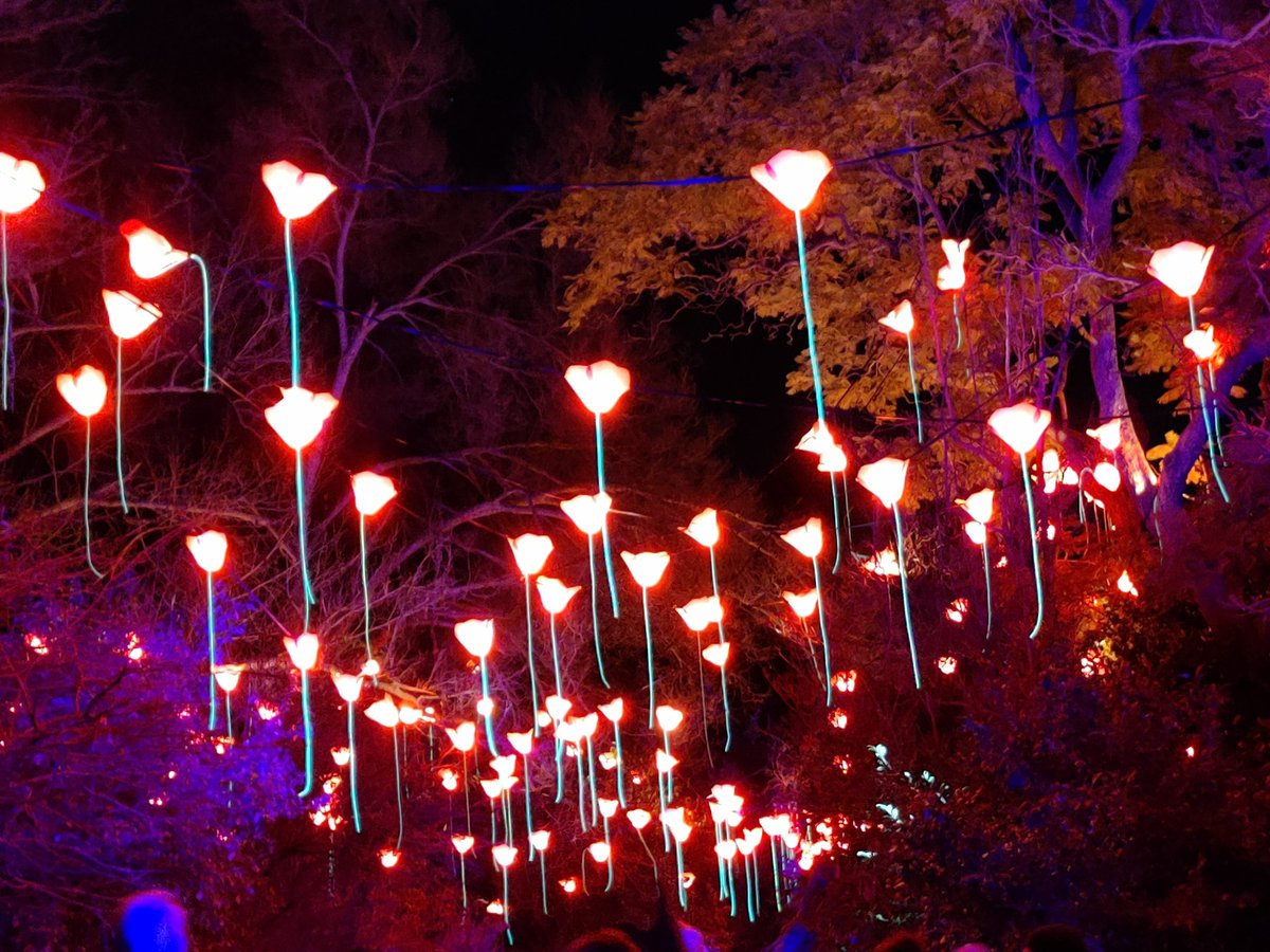 herber_g's tweet photo. Melbourne's #lightscape in the Royal Botanical Gardens is well worth the visit https://t.co/rLMcTaRocS