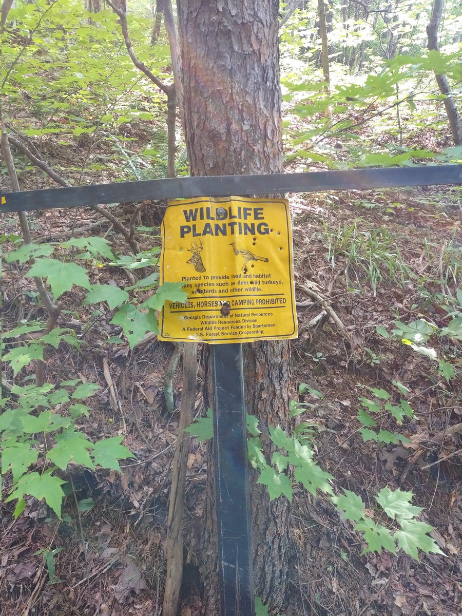 Went walking on a local mountain found places im hunting this season.