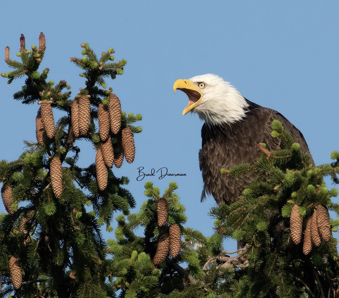 Why so mad?  She thought she landed in a corn dog tree! 🤣🤣  #birdsofinstagram #wildlife #birding #baldeagle <a href="/massaudubon/">Mass Audubon</a> <a href="/aba/">Amer. Birding Assoc.</a> <a href="/massdfg/">Massachusetts Dept. of Fish & Game</a> <a href="/visitma/">Visit Massachusetts</a>