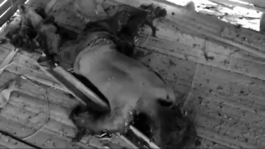 theint_zon's tweet photo. SENSITIVE ⛔ 10 yrs old Child died after a bomb exploded in #Hokan Village, MonePaw District, Muse Tsp, Shan State(N). Before such an explosion occurred, the junta forces passed through the villages. Junta, MNDAA, KIA, TNLA and SSPP/SSA are also active in the area.
#Child https://t.co/qpIRrLvsG1