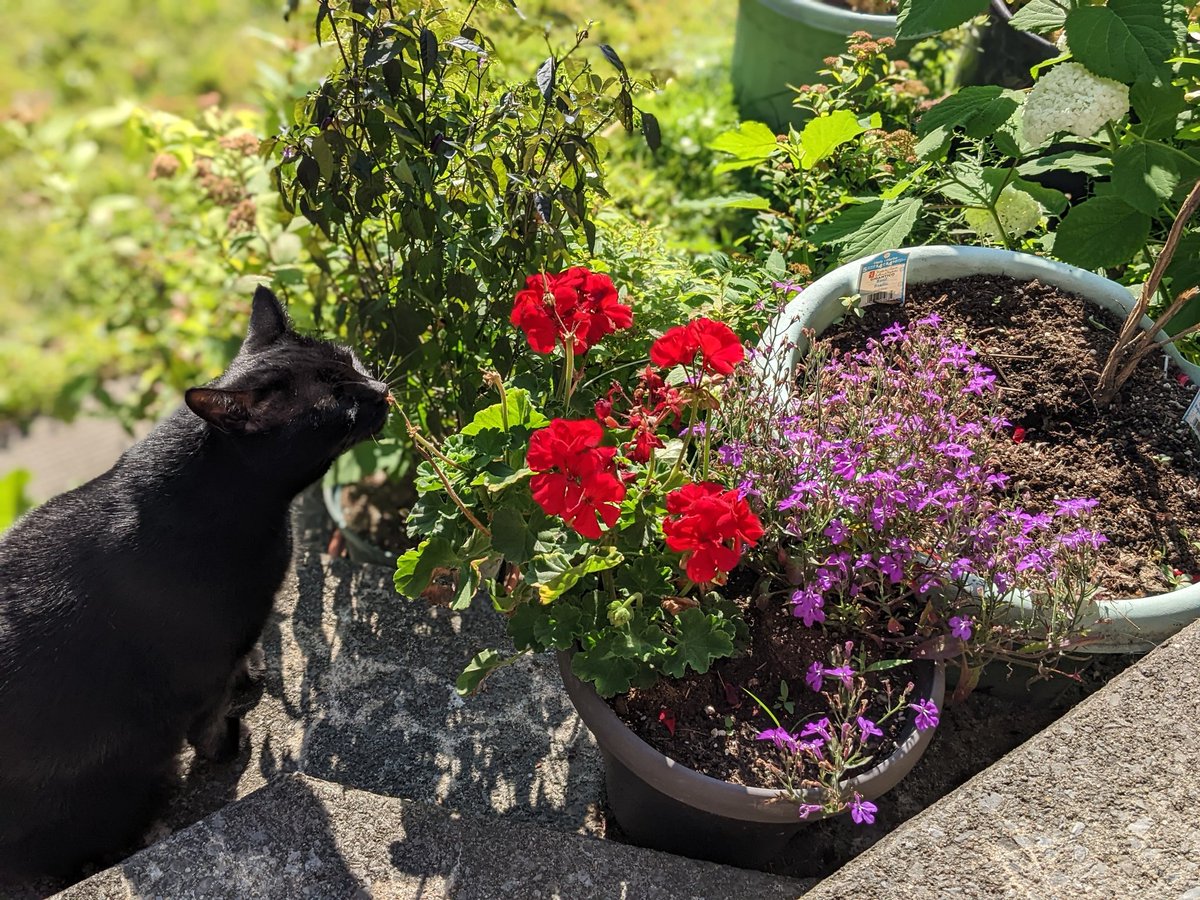 KarynCurtis21's tweet image. Life advice from KitKat: Remember to stop and chew the flowers😎
#CatsOfTwitter