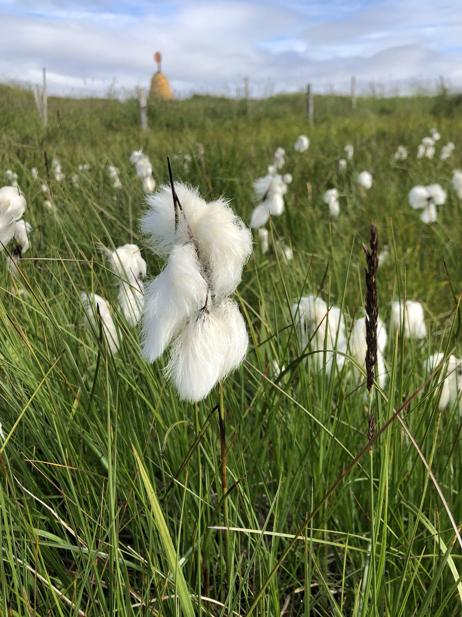 The view from where I am. Cotton grass! #loveiceland