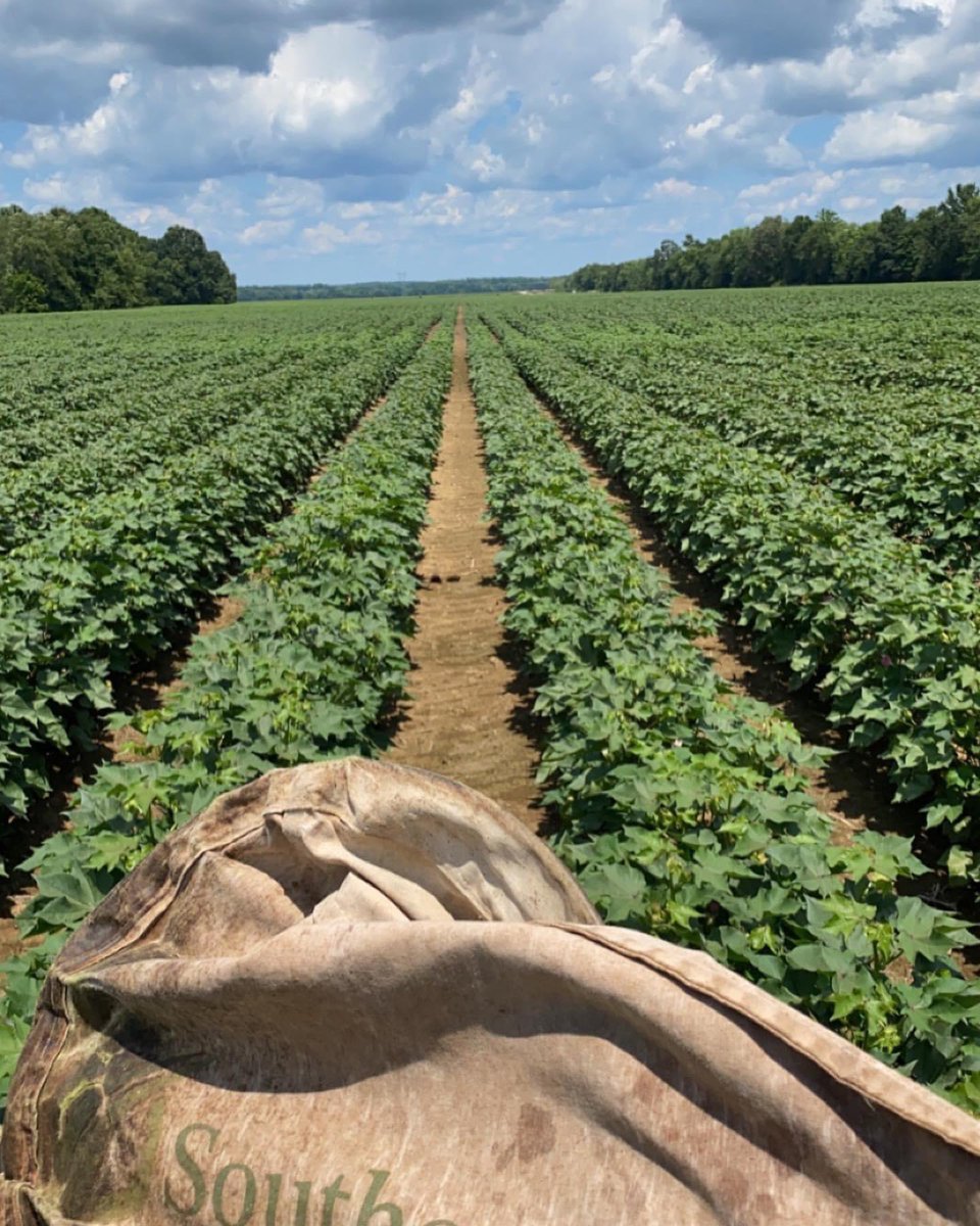 Alliance_Ag's tweet photo. Sweep nets are used to sweep through our crops to randomly sample insects. Economic threshold is the insect's population level or extent of crop damage at which the value of the crop damaged exceeds the cost of controlling the pest to insure we are maximizing the ROI. https://t.co/OXPUv4XrTm
