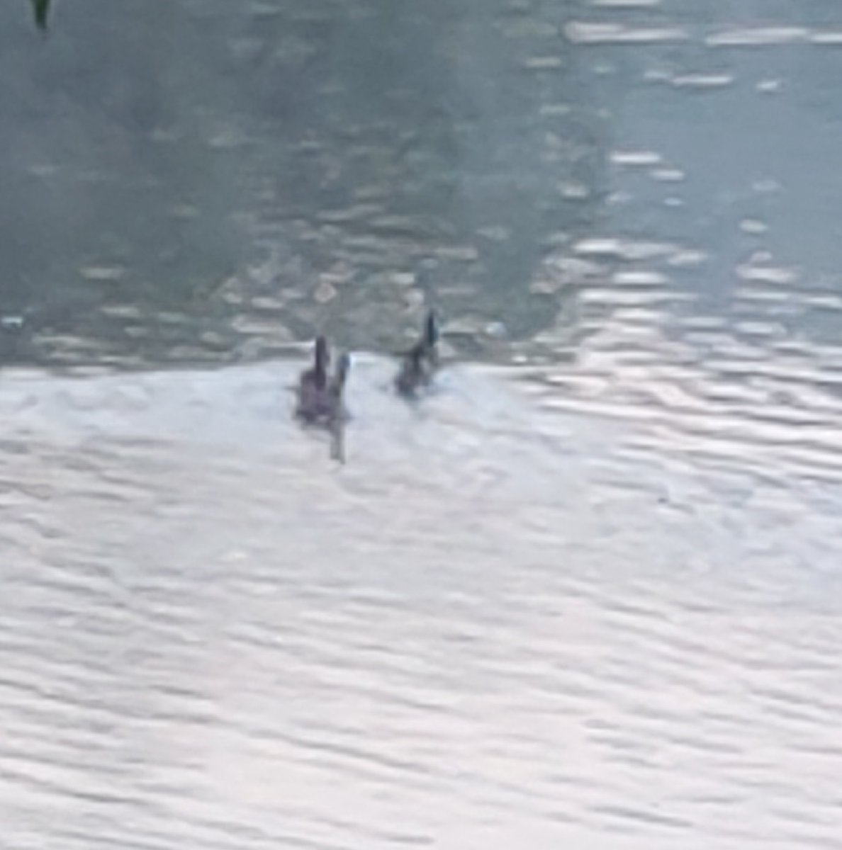 neilpitts's tweet photo. On a lakeside porch in the Poconos, a floating duck community moves slowly down stream. ..the lead then signals to take flight, which most did, except these 3. We all move at our own pace in our own way for our own reasons. https://t.co/Ak1g6cU6Pu