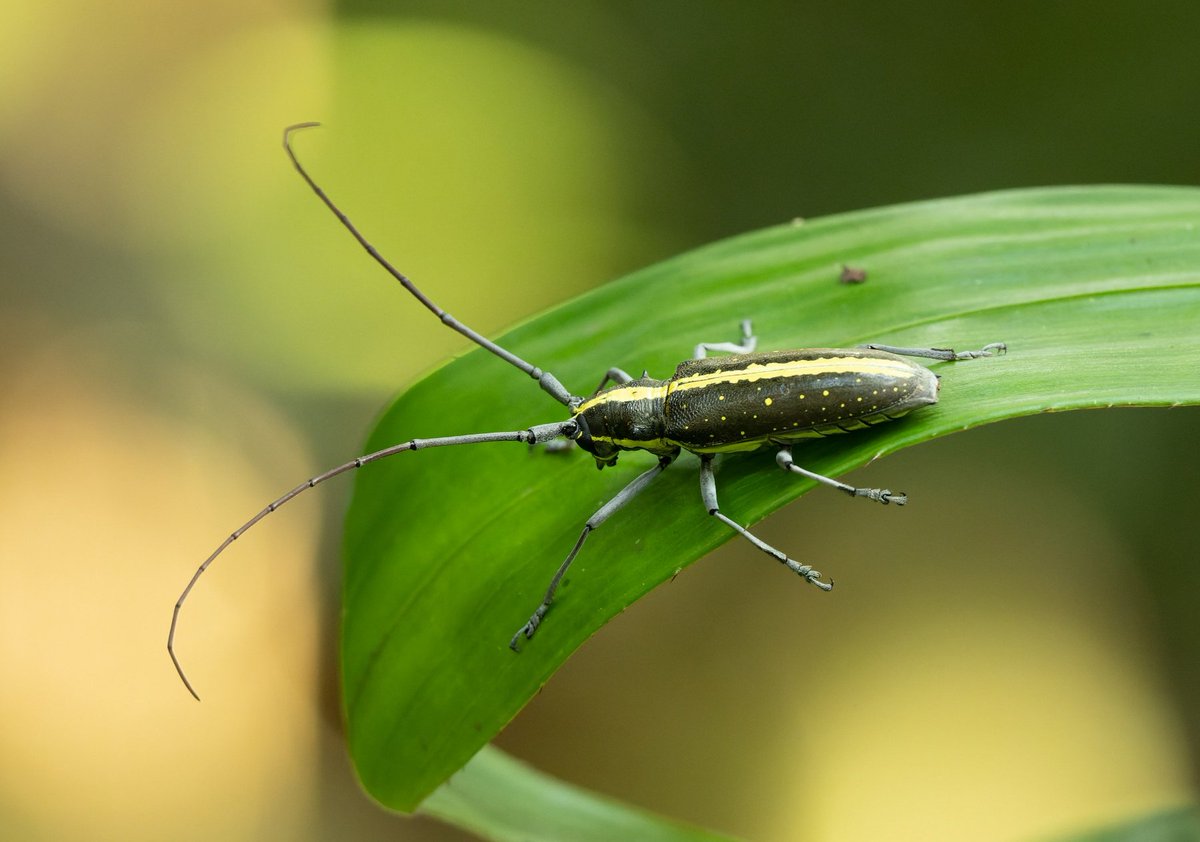 FritillaryLilly's tweet photo. Stunning beetles fron the rainforests of Costa Rica #rainforest #TwitterNatureCommunity #InsectTwitter #bugs #insects #naturelovers #beetles #beetleTwitter https://t.co/e6cMboF6Z9