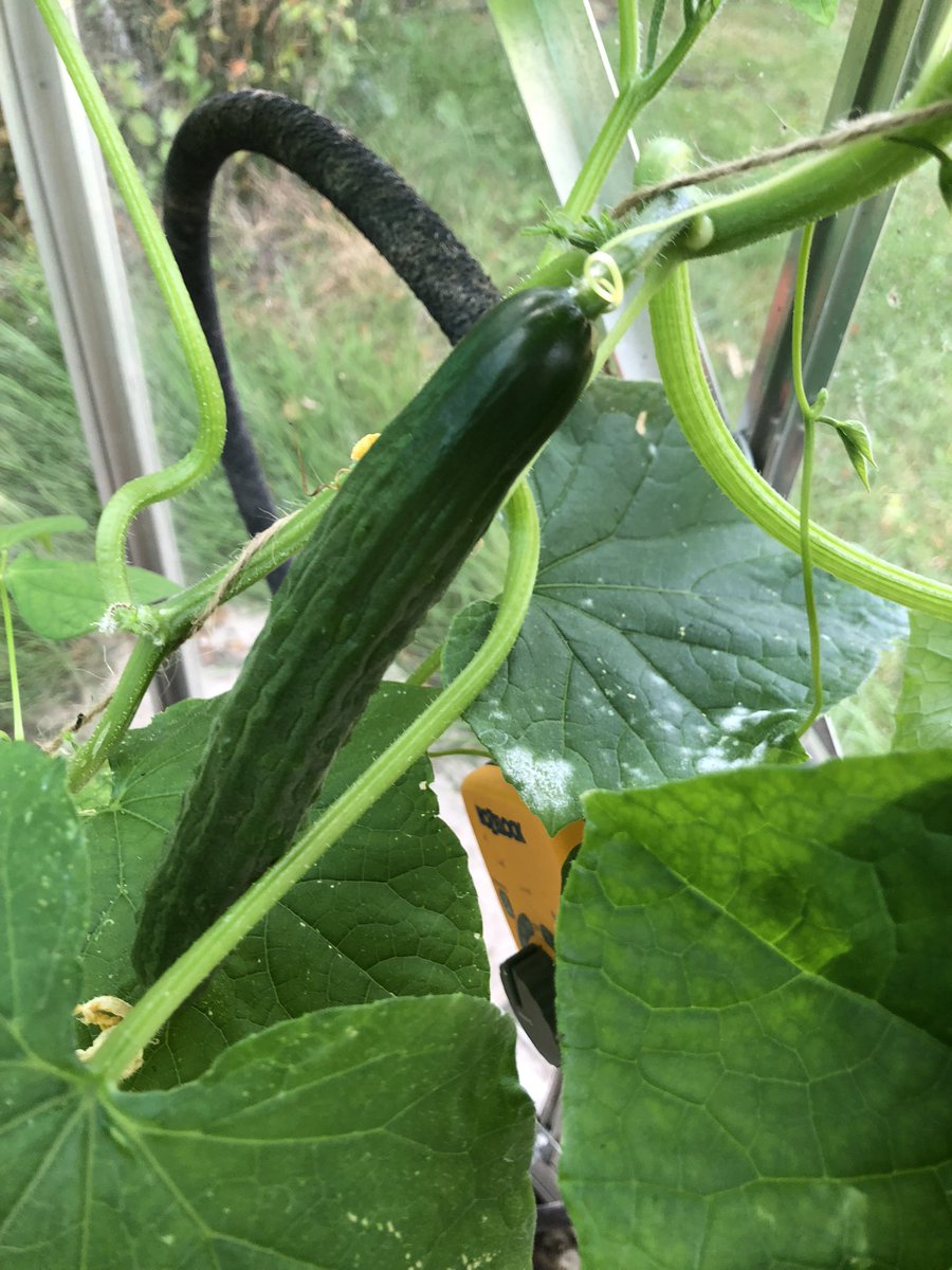 InternetOfHens's tweet photo. I’ll get the peppers right eventually. This year is the first time in three attempts I’ve actually got cucumbers to fruit instead of turning to paper. https://t.co/X6oZzuQOsE