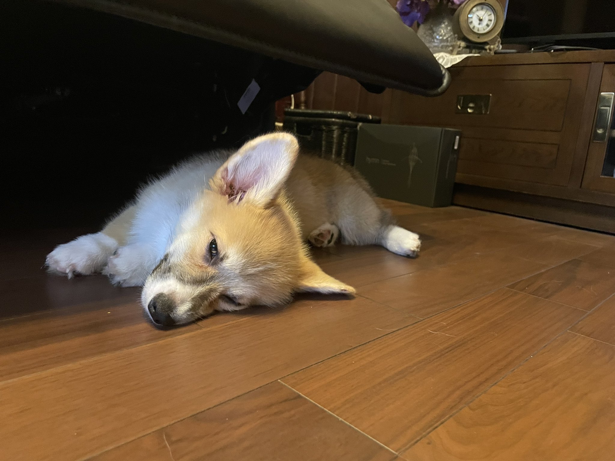 コーギー れいさら 成長日記 前足と頭の位置はわかる 後ろ足どういうこと コーギー 子犬 犬 T Co N4rekr5ssd Twitter