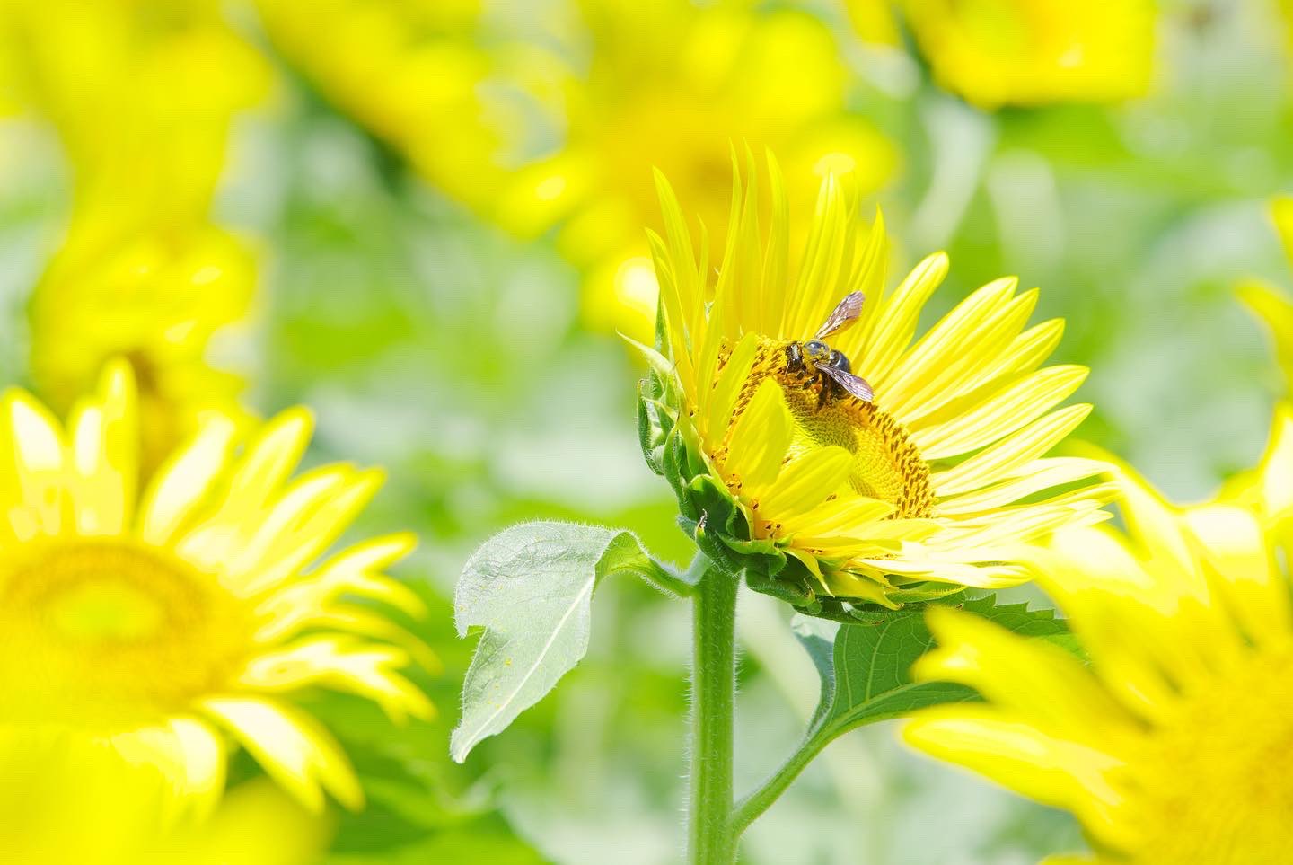 ガチャ Masaki1281 Twitter