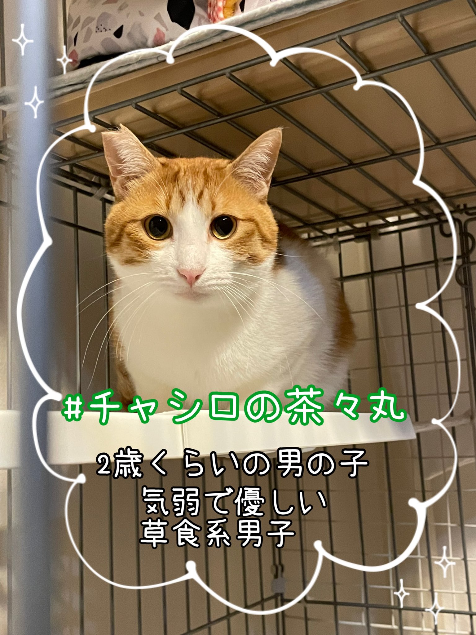 44 割引 驚きの値段で 市川様専用猫ちゃんモチーフのローテーブル 猫カフェ 座卓 ちゃぶ台 机 テーブル Aidingminds Co Uk