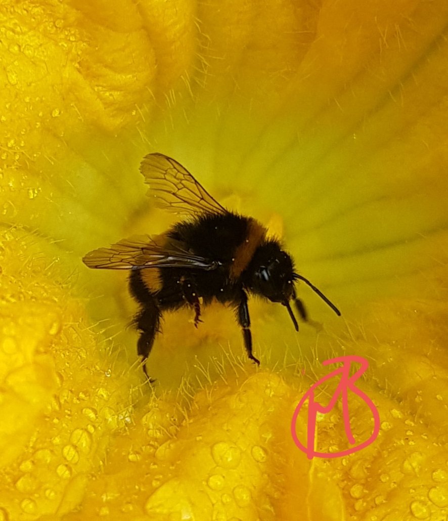 michelebray's tweet photo. Enjoying nector on courgette flower https://t.co/R3edEHsx0a