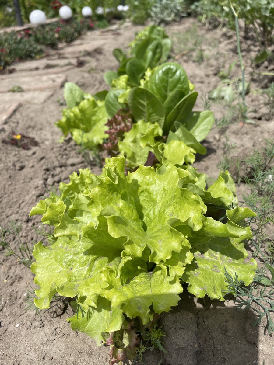 teodor_dziadek's tweet photo. #garden new #letuce #vegan #basil #vegetarian #village #home 🫐💙 https://t.co/Y8RDDy6TMh