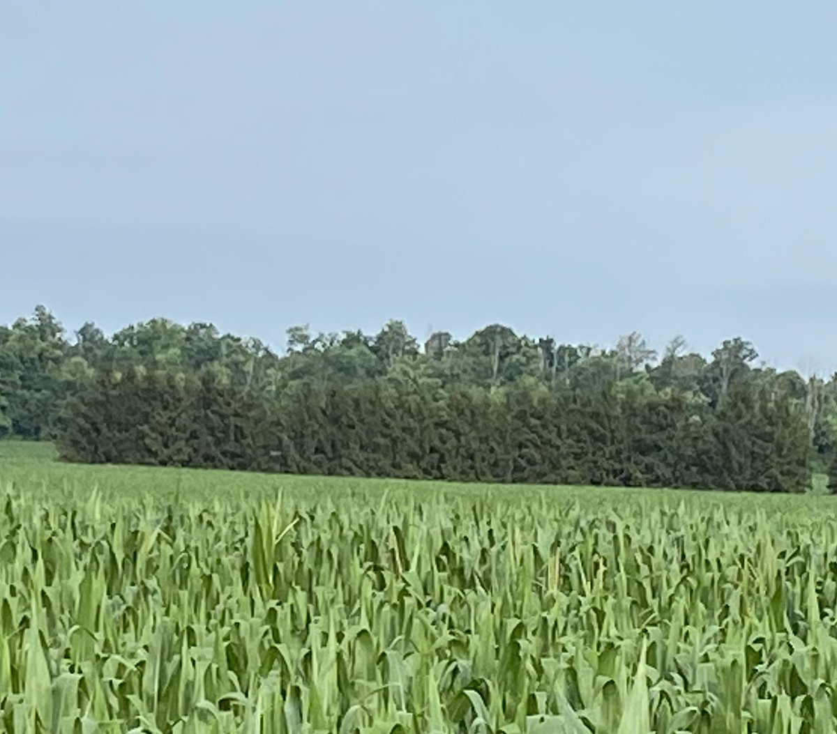 JoannaMWallace's tweet image. Do see what I see? Our early silage but with the heat in the next two weeks tassels are going to be popping everywhere! #miravisneo
@syngentacanada #fieldperformance