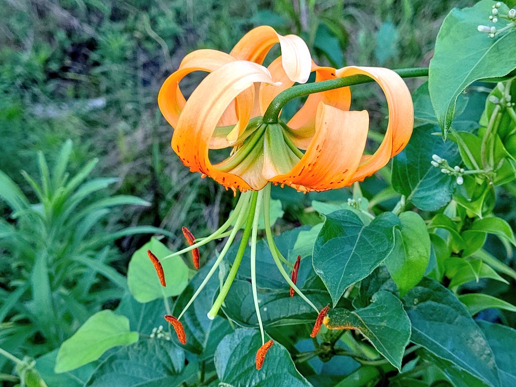 くーちゃん キカノコユリ 黄鹿子百合 の花 中国原産で 一見オニユリに似ています が 葉の付け根にムカゴ 珠芽 が出来ない事 花被片 花びら に突起があり 黒褐色の斑点が無い事等で区別出来ます 名前は黄色いカノコユリで 花の形が似ている事から