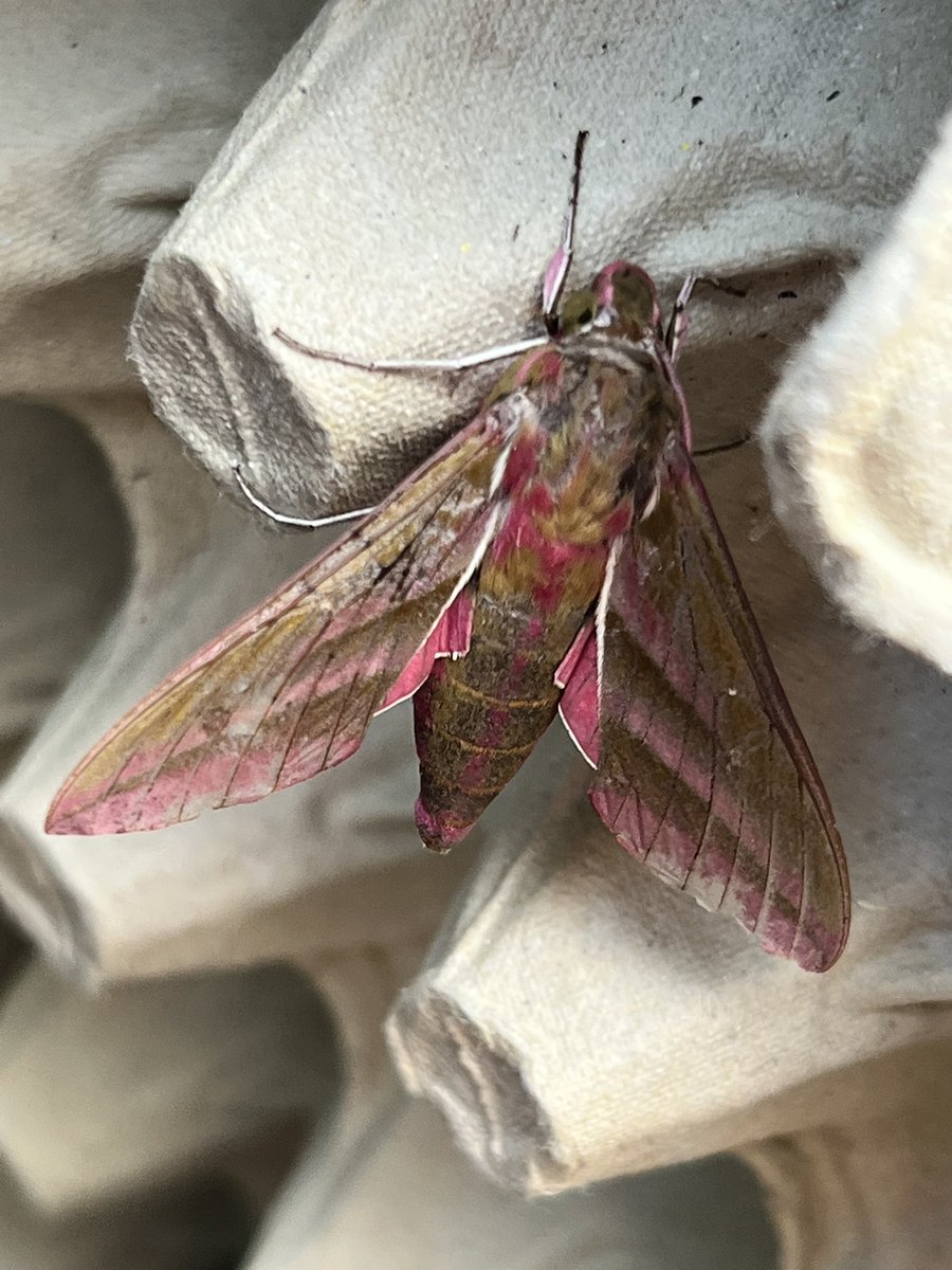 scouseimposter's tweet photo. @tommyaltinnit There are some beautiful specimens out there, this is an elephant hawk moth I caught in a light trap last week. https://t.co/rSpFJE7S4v