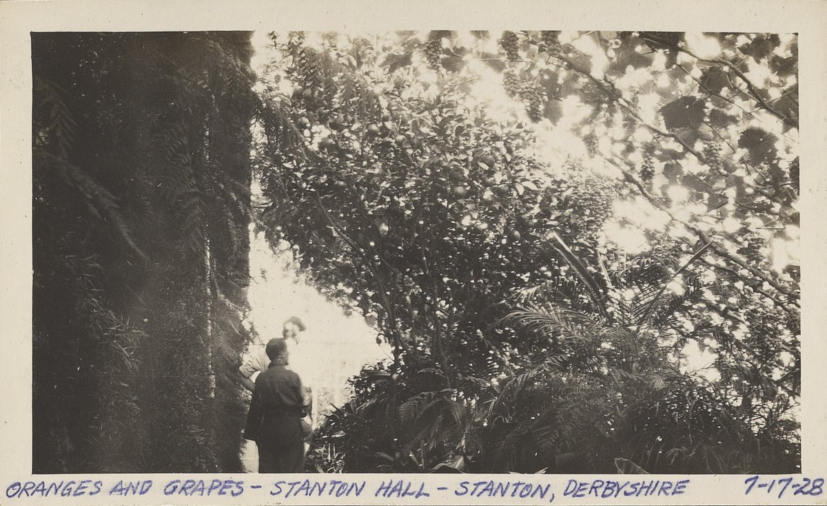 thegardenstrust's tweet photo. Before the end of the day the #BicycleBoys had time to visit #StantonHall, #Ilkeston - they were impressed by the size of the #lemons!
ππππππππ
Are these glasshouses still there?
https://t.co/nE7lO7qzLT https://t.co/f0t4CyMZLi