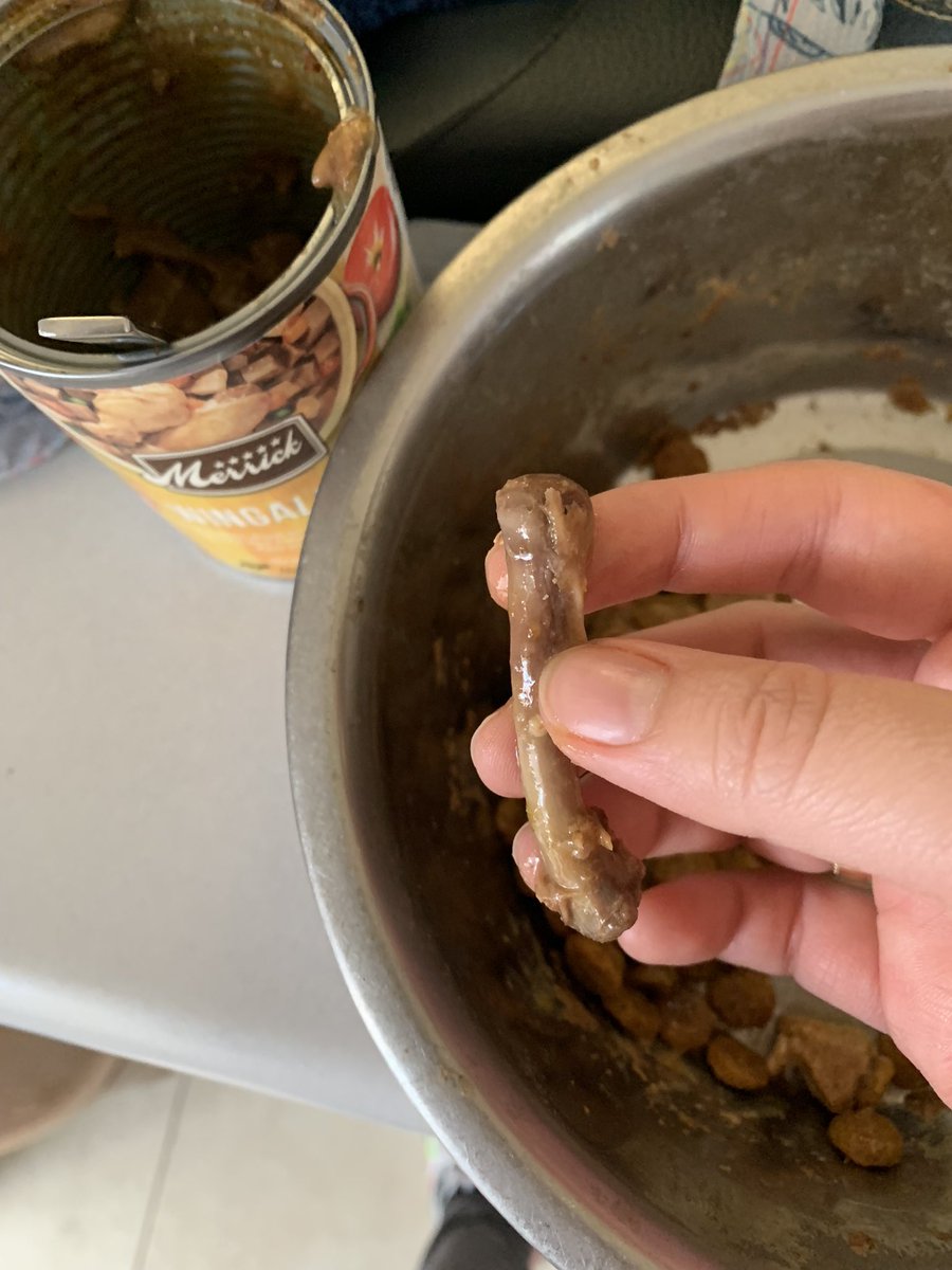 isocaven's tweet photo. Is it normal to find bones in the can of food? @MerrickPetCare https://t.co/Ke4odUy8jx
