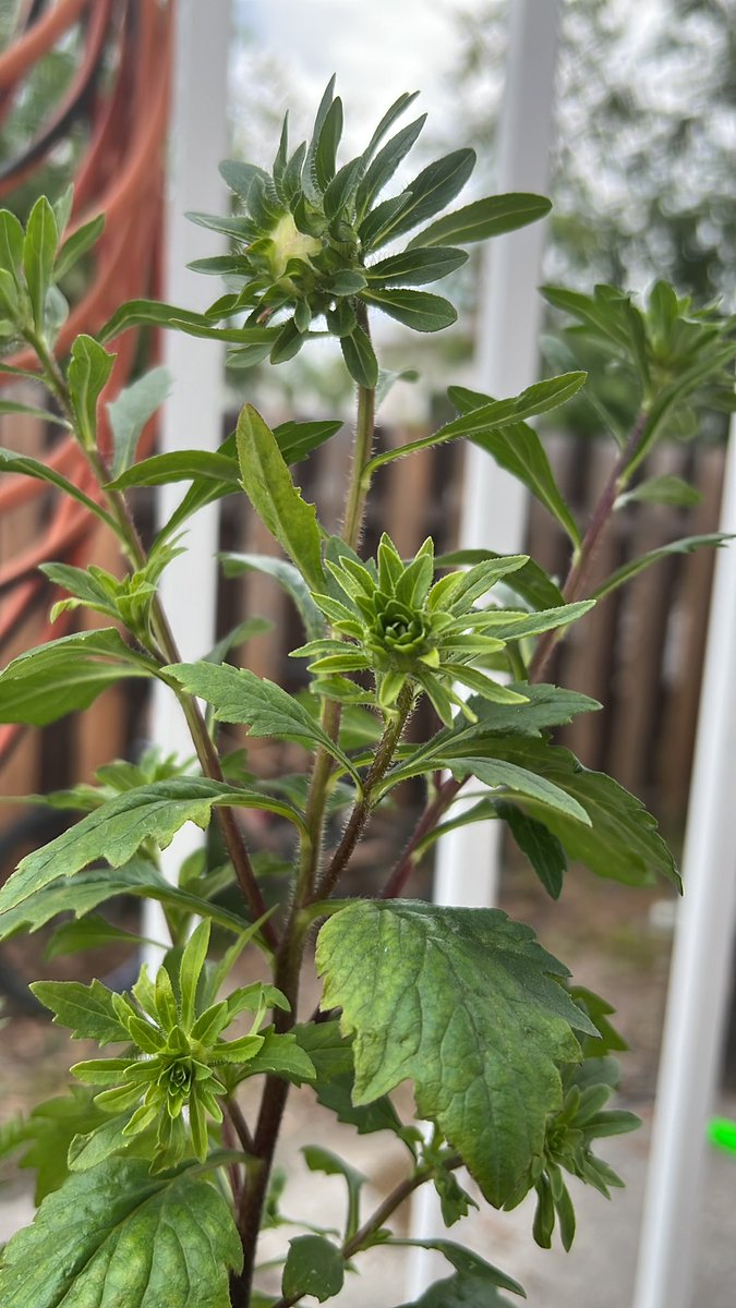 HadlariMark's tweet photo. Love watching these things grow. https://t.co/w1Bf9cjMs5