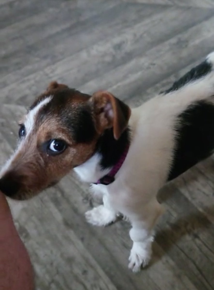 helenpimmsy's tweet photo. My dog gave me this look when I said I was never drinking again ๐ #loveher #sheknowsmesowell #poppywilson #neverdrinkingagain https://t.co/82o2skrHjw