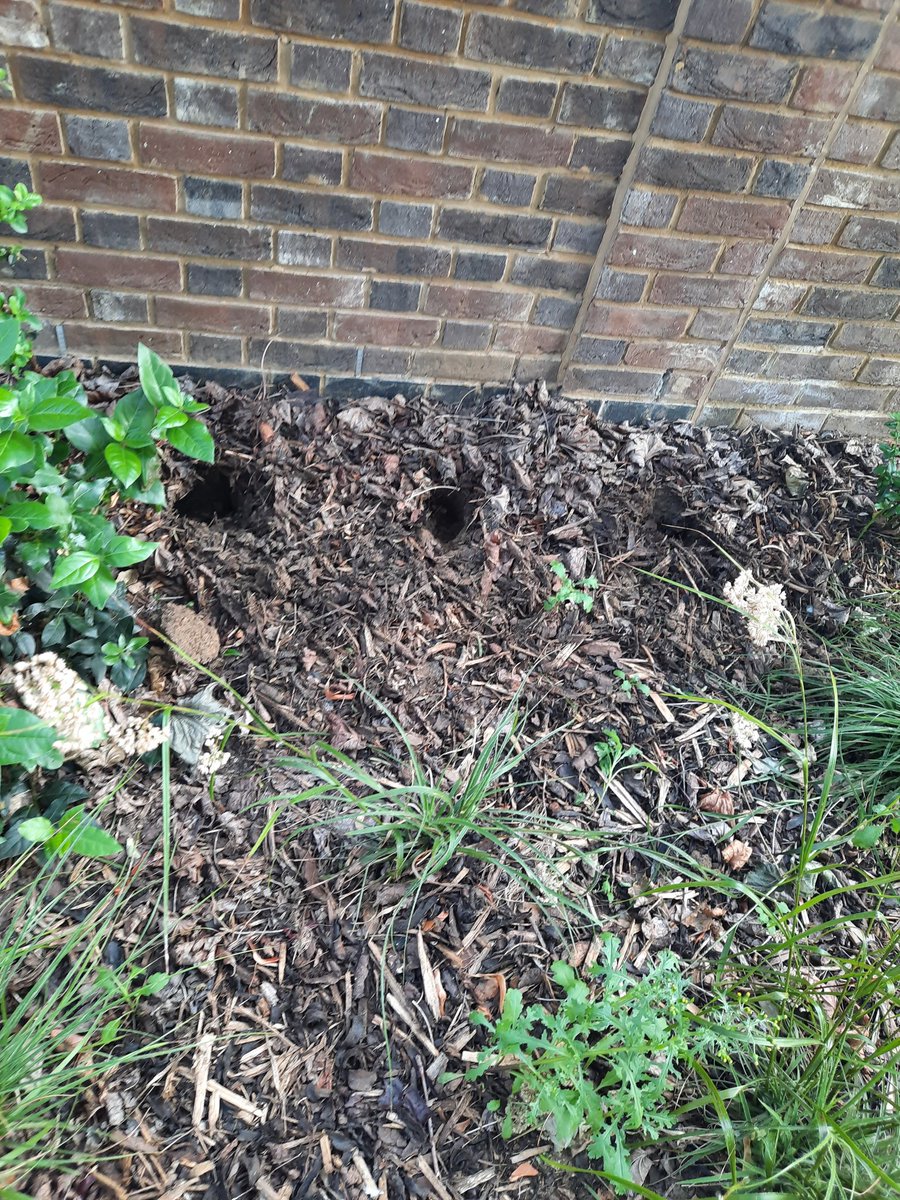 Sadly the 6 month old pocket park Welsford St @lb_southwark #Bermondsey has been vandalised. Plants left, far too dry now to salvage and re-plant. @MPSSouthwark @Leo_Pollak #communitygardeners @BermondseyTrees