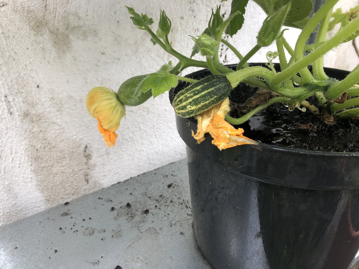 dick_liddle's tweet photo. Courgettes on their way https://t.co/dzI7q9fVA3
