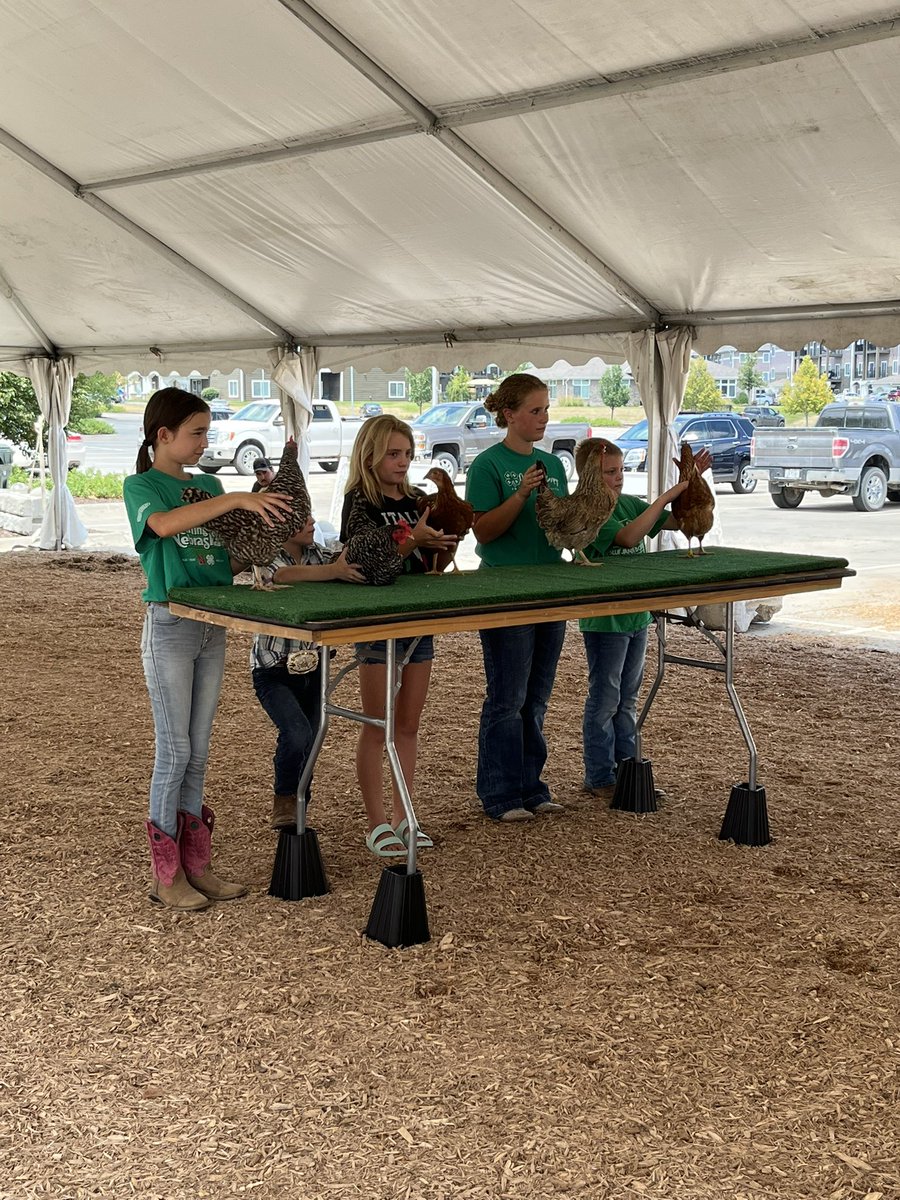 DouglasCoFairNE's tweet photo. Incase you missed our Chicken Show. Here are some of the contestants! #Chicken #DCF #Contest #RalstonArena https://t.co/F9WBkynaFi