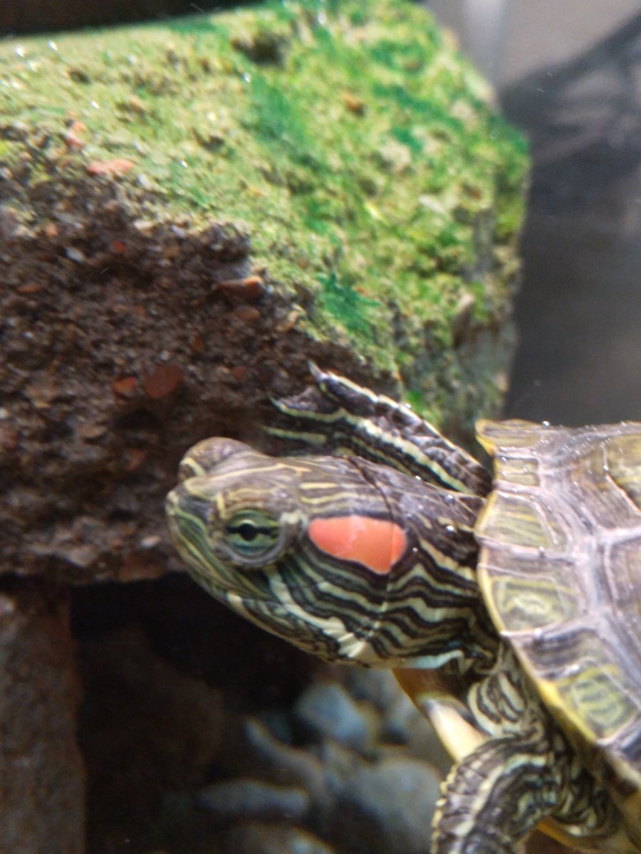 FalcoDRN's tweet photo. #TurtleCam https://t.co/uxnAlkIKSY