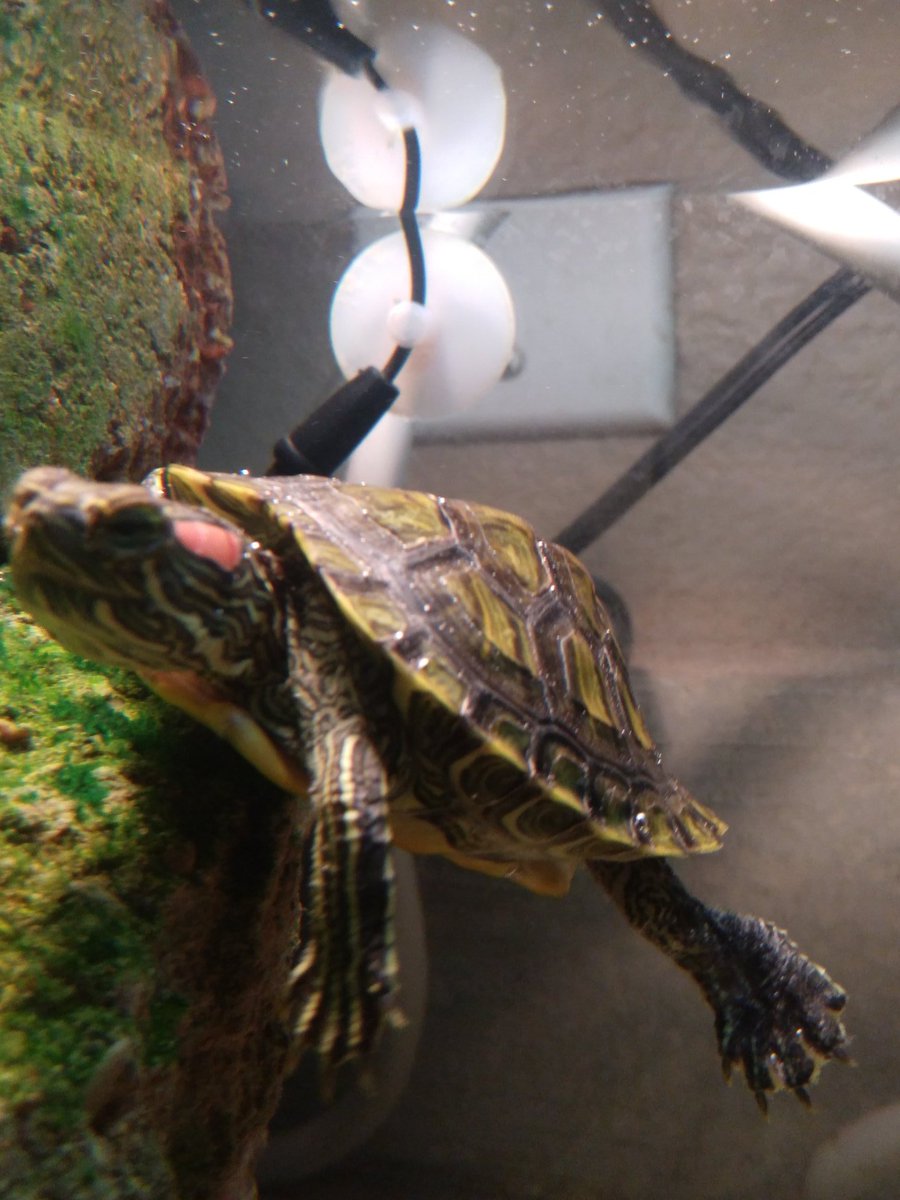 FalcoDRN's tweet photo. #TurtleCam https://t.co/uxnAlkIKSY