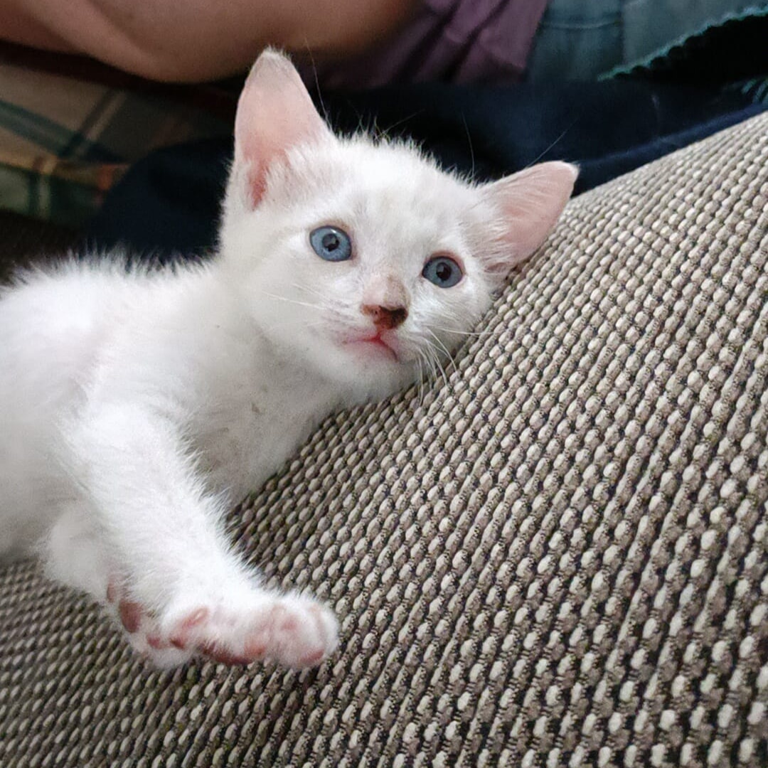 lara_santuario's tweet image. SOY LORENA
Ayer estuvimos en Segovia para seguir avanzando y llevar  más gatos de los 2 santuarios de Madrid
Fuimos con 2 coches, muchas gracias Bea, Nuria y Silvia por haber ido y pintado en el santuario
Si alguien quiere adoptarme hable con Montse al 691598283
Muchas gracias